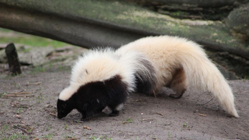 hooded skunk sniffing the ground