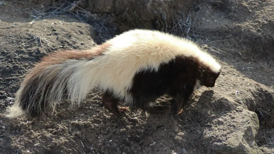 hooded skunk on some dry rocks