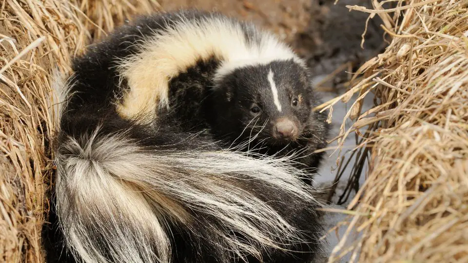 curled up skunk in a snowy ditch surrounded by dead, brown grass