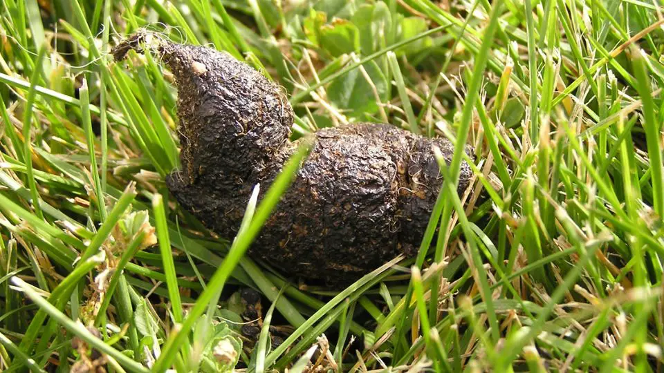 Skunk Poop Look Like