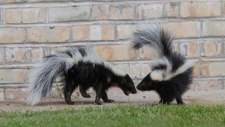 two skunks talking at a brick wall by the lawn