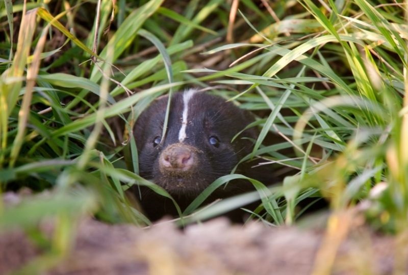 skunk poking it's head out of tall grass