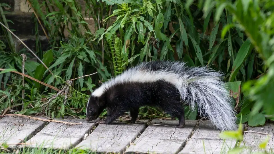 skunk walking on wood deck