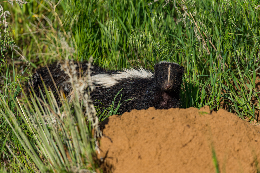 skunk near a burrow entrance hill