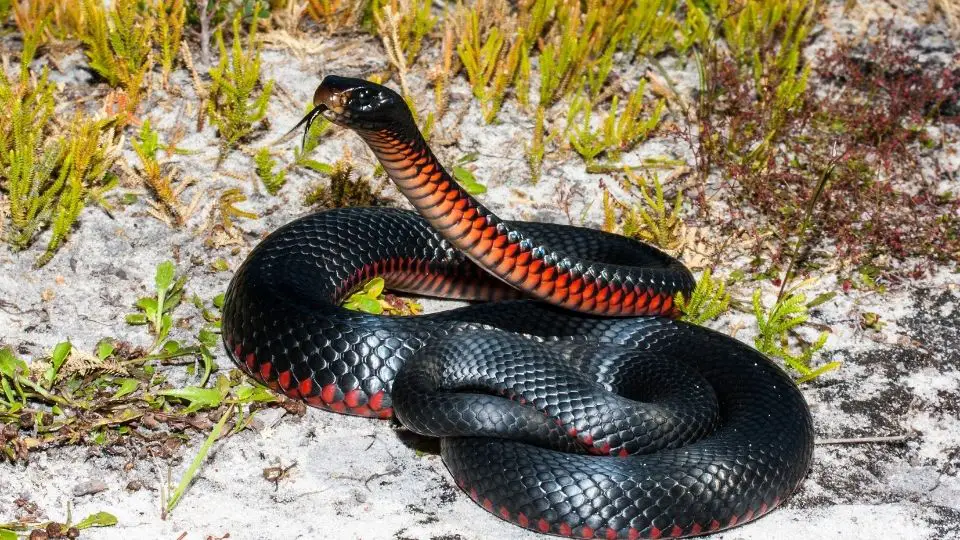 redbelly snake posturing