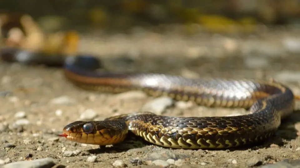 garter snake slithering