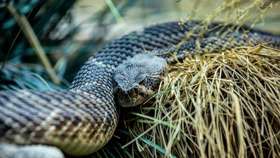 dark colored snake on dry grass