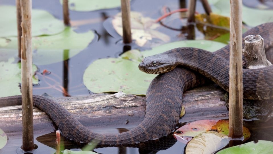 northern water snake on a log in the water