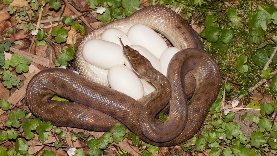 snake coiled around its eggs in a nest of green and dried leaves