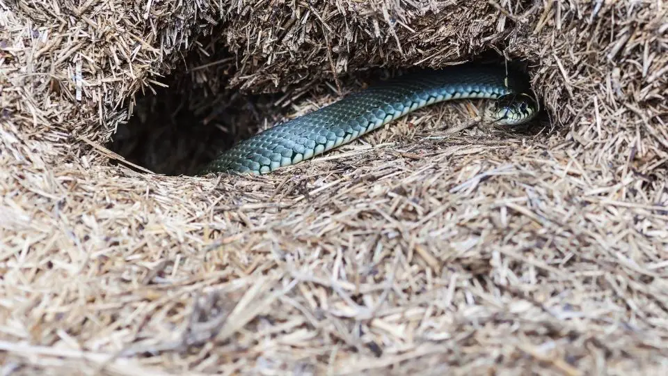 How To Identify Snake Holes In Your Yard Or Garden