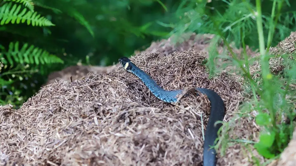 snake on debris