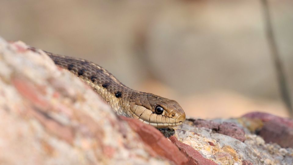 snake crawling on red rocks
