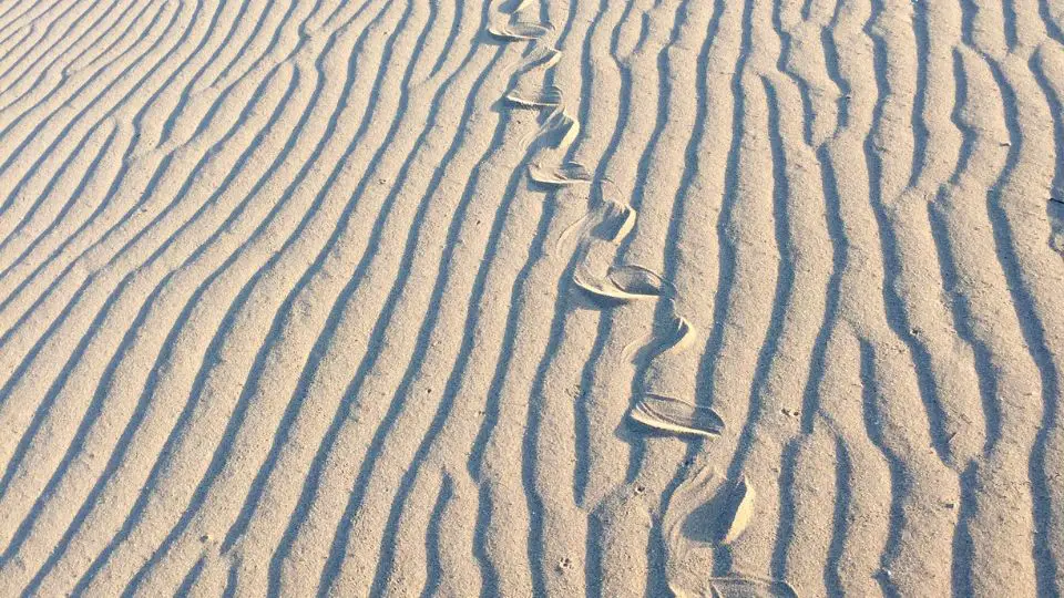 Side-winding Snake Tracks over sand dunes