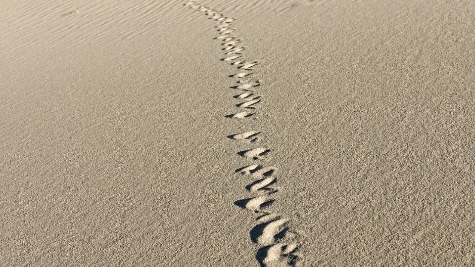 Concertina Snake Tracks in sand