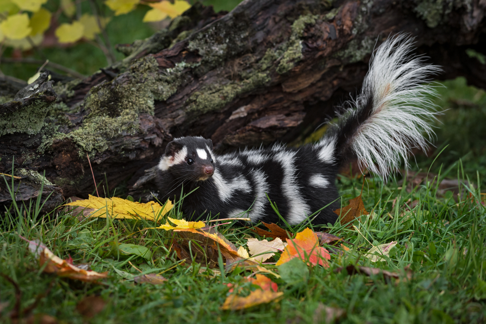 spotted skunk near a mossy log and autumn leaves