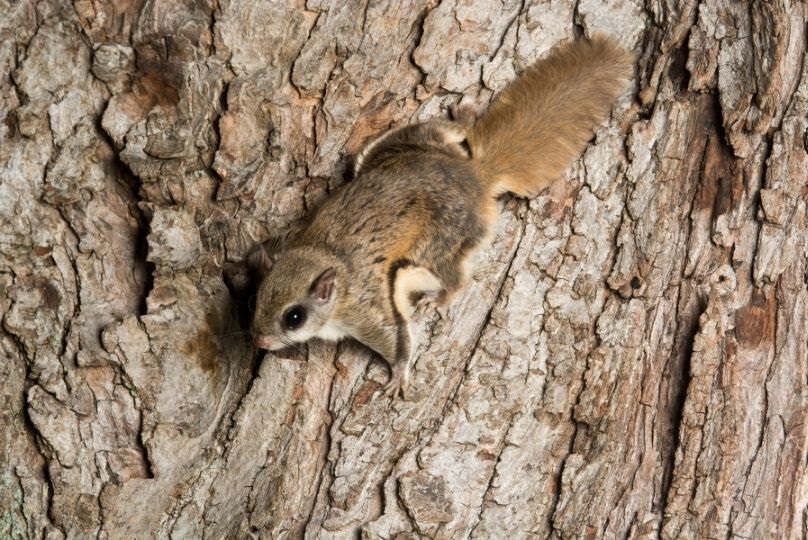 Southern Flying Squirrel on tree bark
