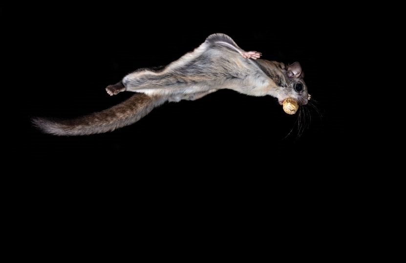 Southern Flying Squirrel flying at night with a nut in its mouth