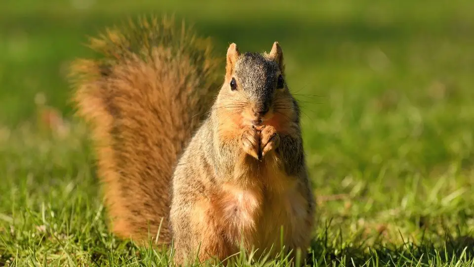 Eastern Fox Squirrel sitting on grass