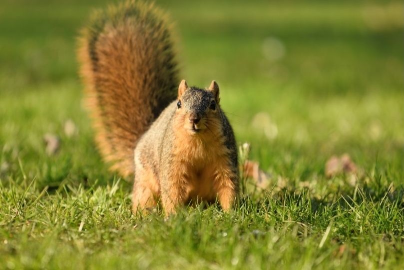 Fox Squirrel on green grass