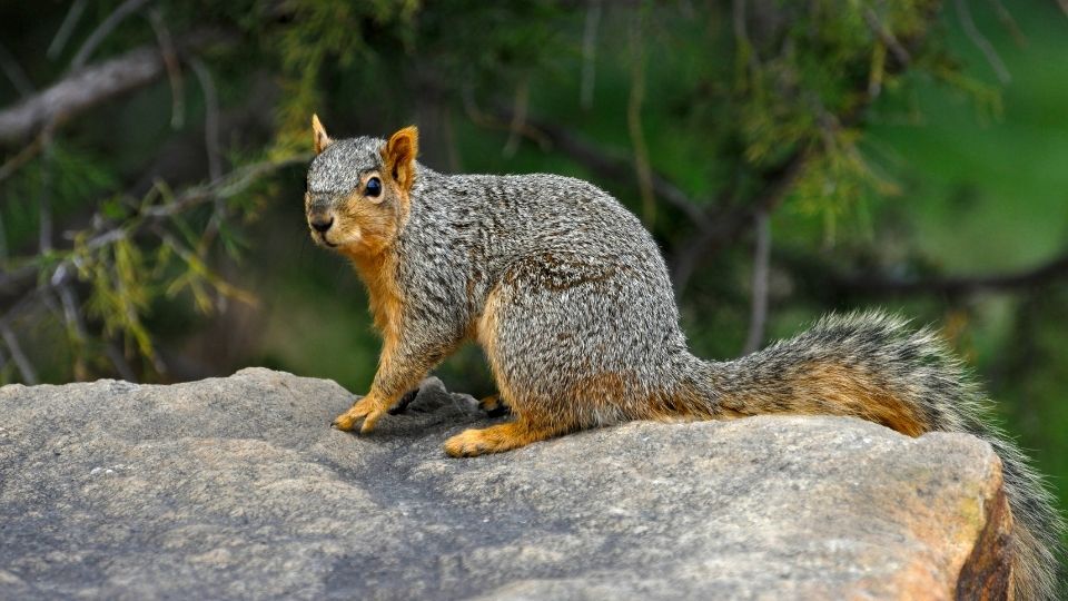 fox squirrel perched on a rock