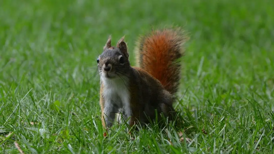 squirrel on the lawn