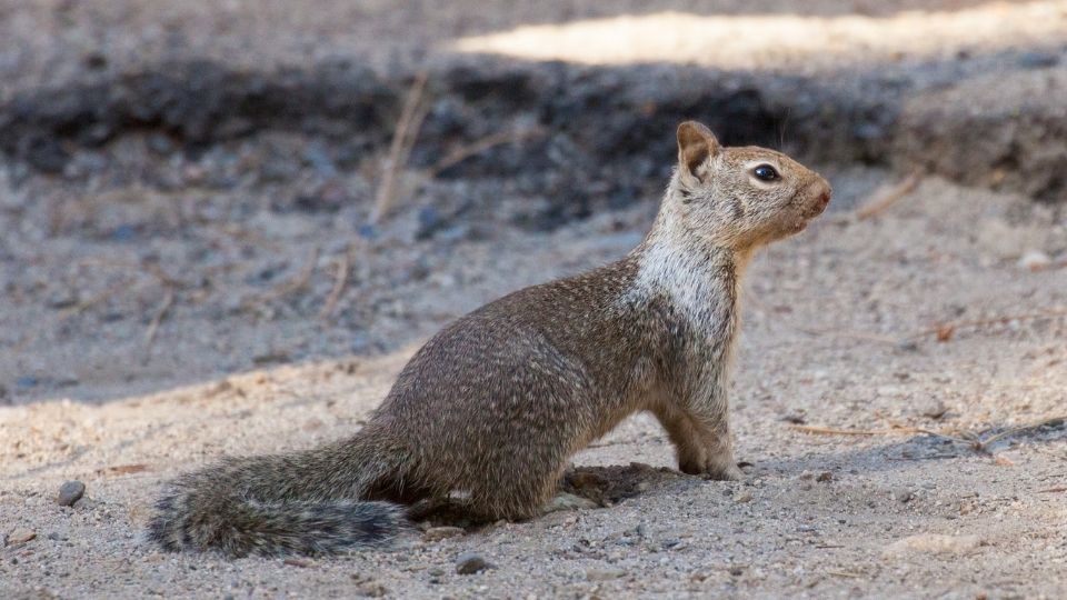 California Ground Squirrel in arrid dirt
