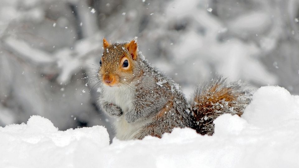 American Red Squirrel in the snow