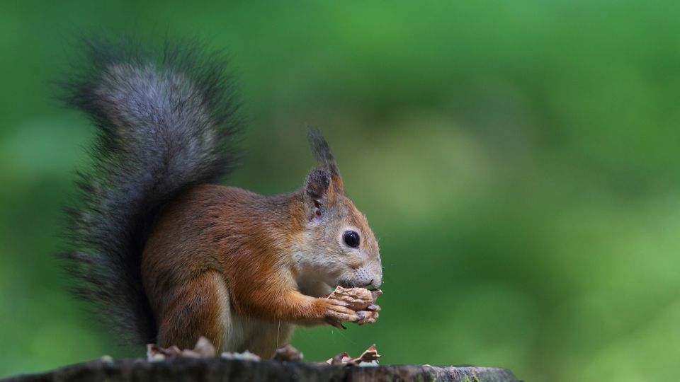 red squirrel munching on a walnut