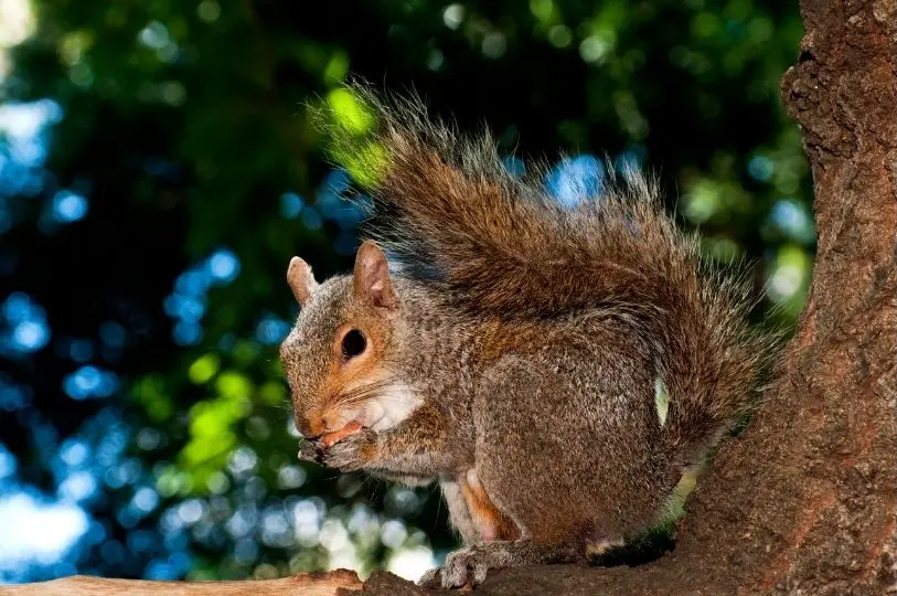 squirrel in a tree eating a nut