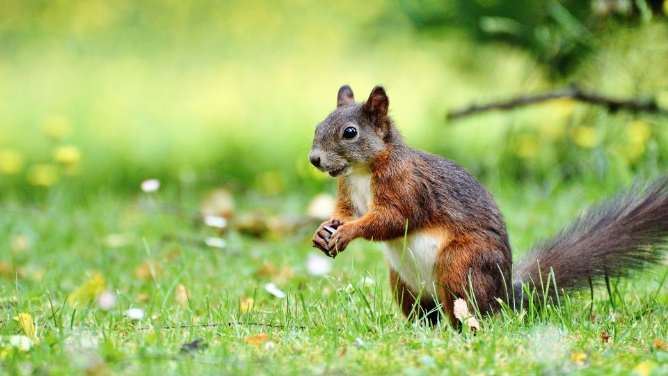 squirrel sitting up with its hands holding a seed