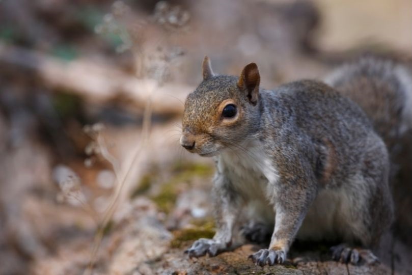 Eastern Gray Squirrel on mossy ground