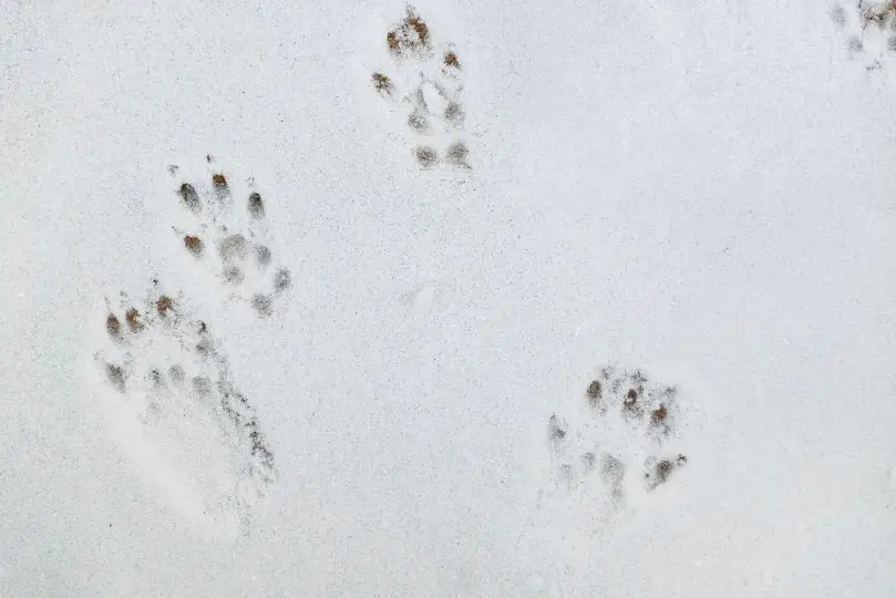 squirrel tracks in snow