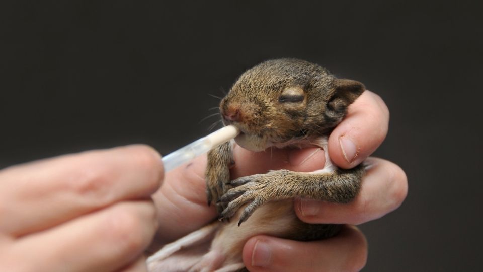 baby squirrel being fed by a human