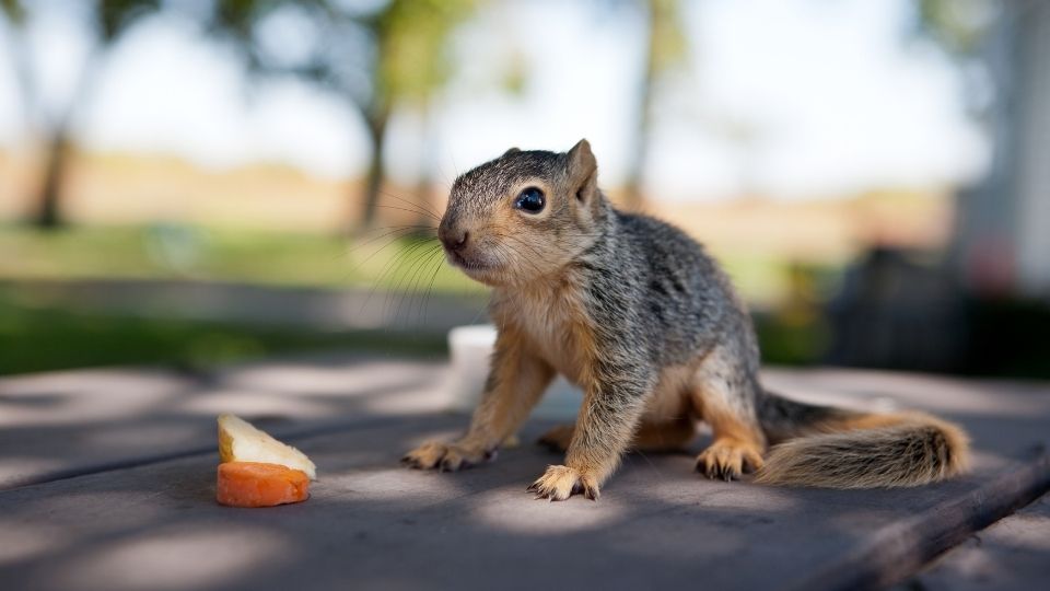 baby squirrel on a table with apple and carrots