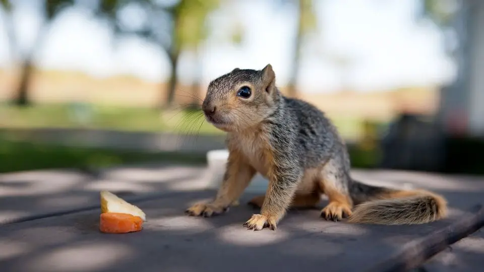 baby squirrel on a table with apple and carrots