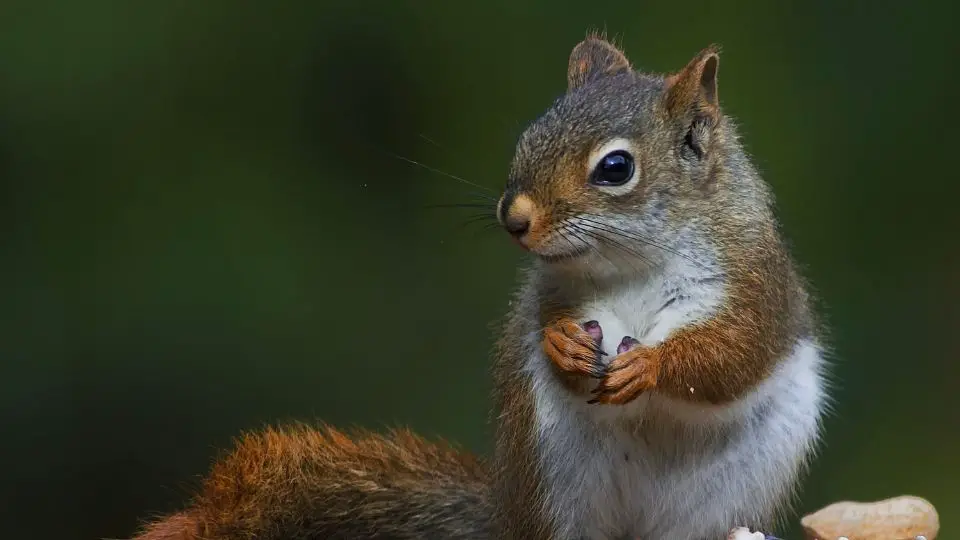 baby squirrel with peanut shells