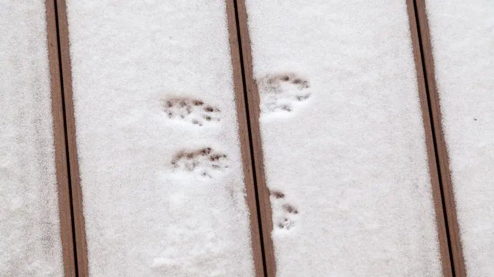 squirrel tracks in snow on a wood deck