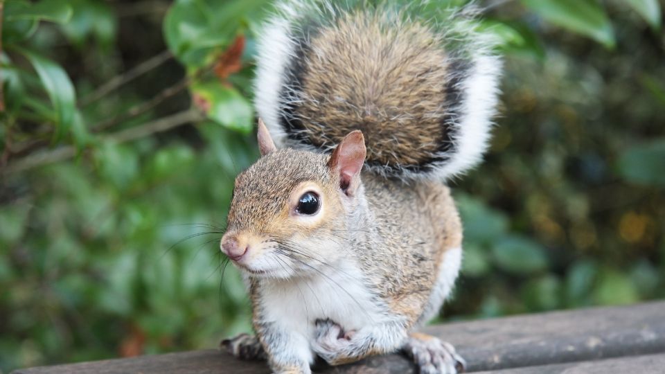 squirrel perched on wood