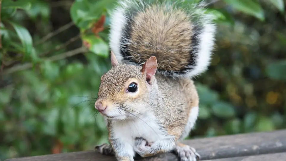 squirrel perched on wood