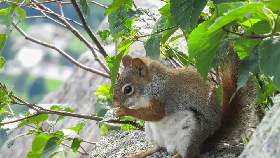 squirrel in a tree surrounded by green leaves