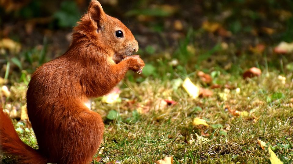 red squirrel sitting up on grass with scattered leaves