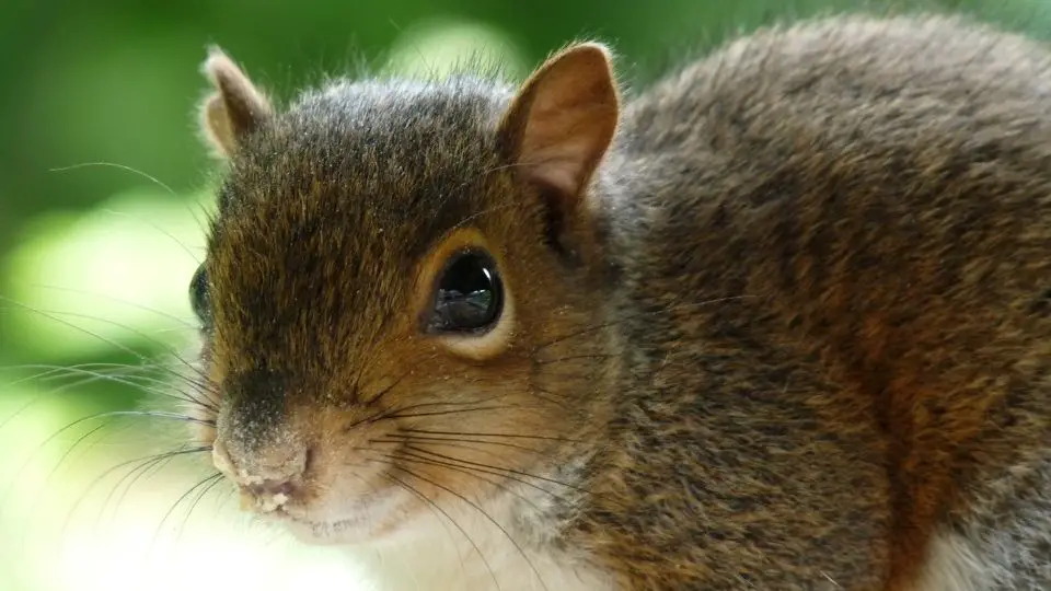 baby squirrel close up