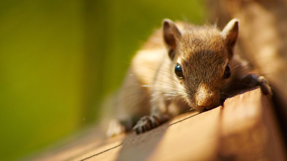 baby squirrel on wood box in the light