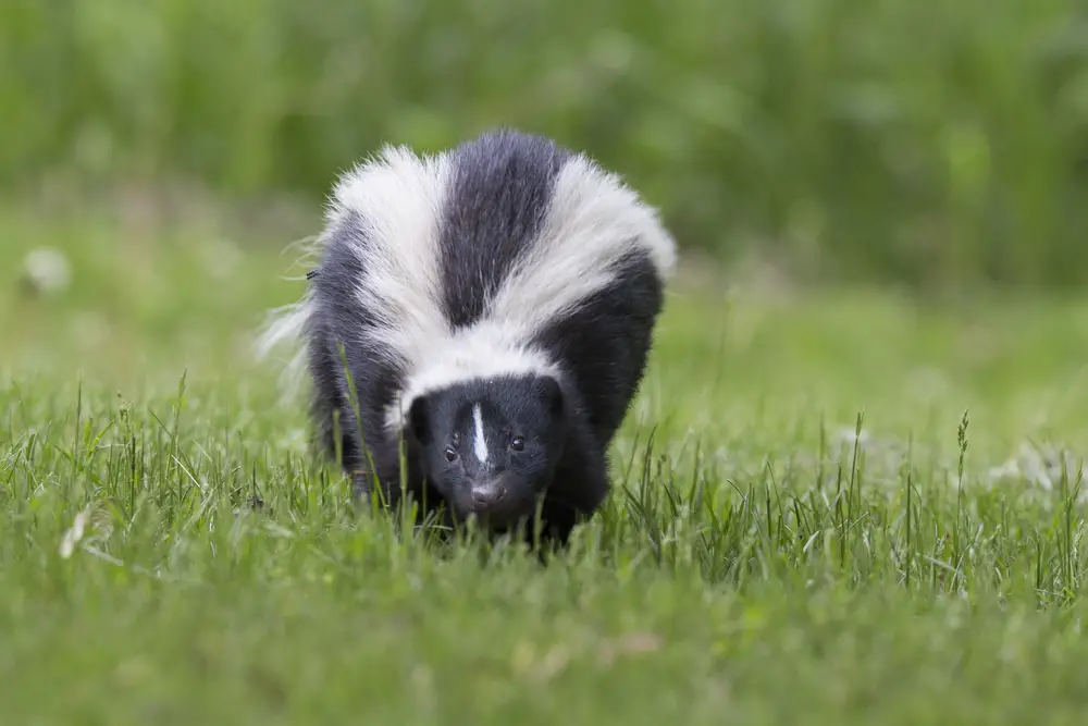 types of skunks