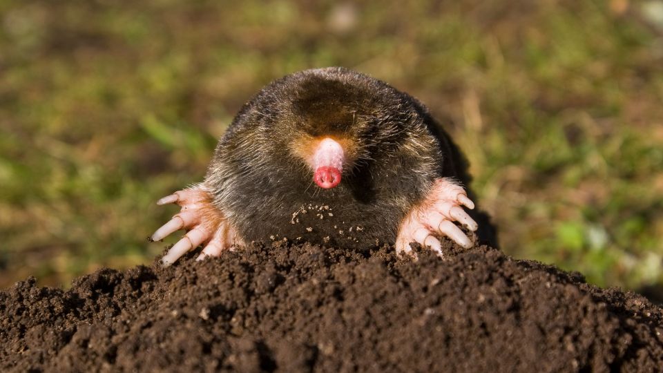 mole emerging from its mound