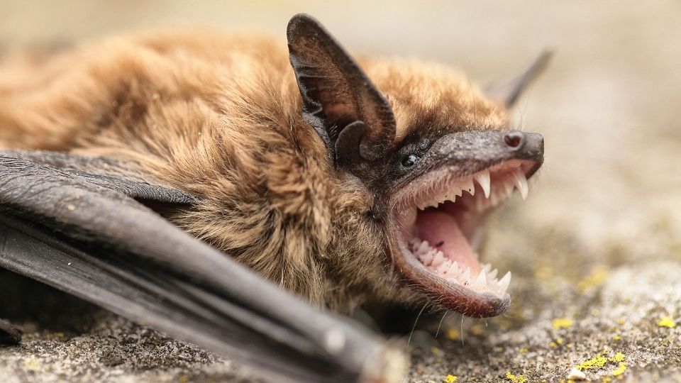 vampire bat on the sandy ground with its mouth open