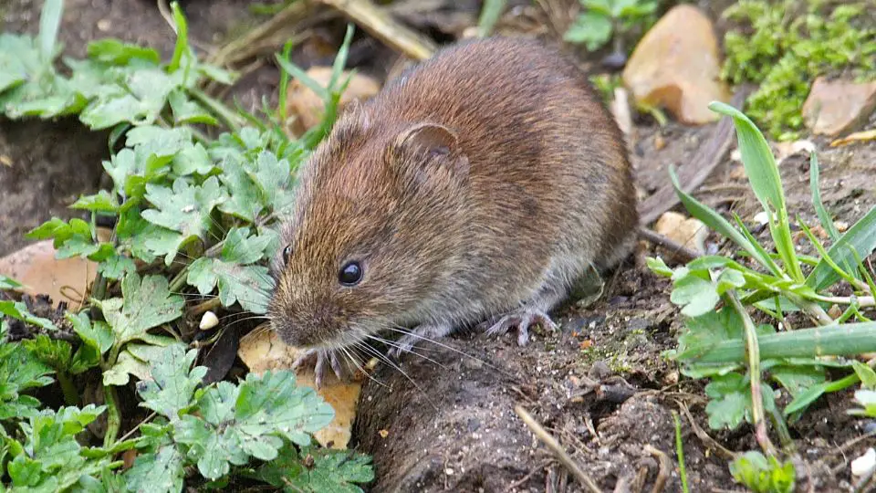 What Does Mole Poop Look Like: Identification & Pictures