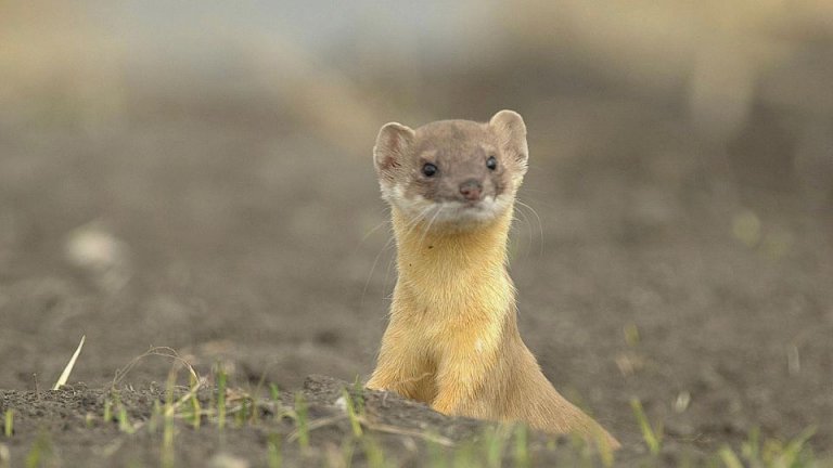 What Do Weasel Tracks Look Like: Identification & Pictures