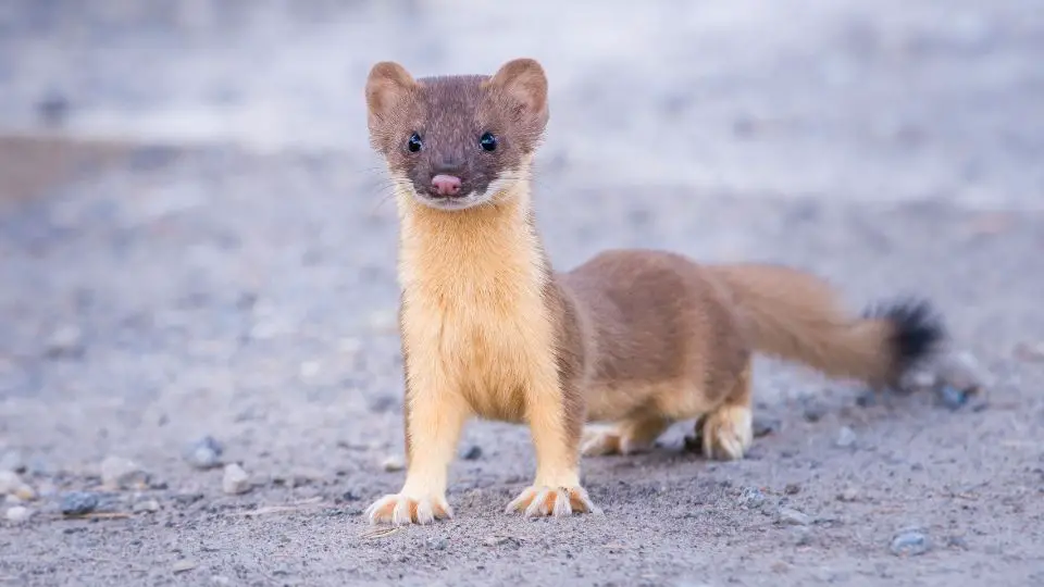 red&green, encontraste, weasel!