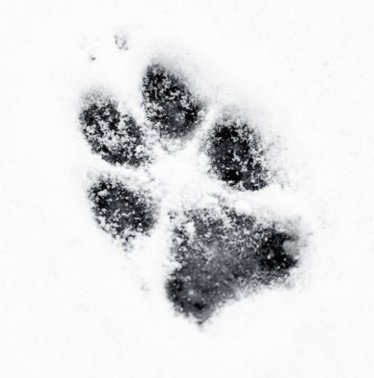 coyote tracks in snow
